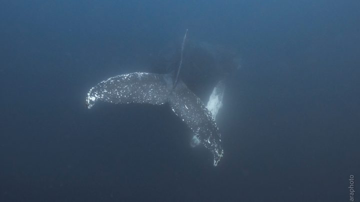 Humpback Whale at Gordo Banks dive site