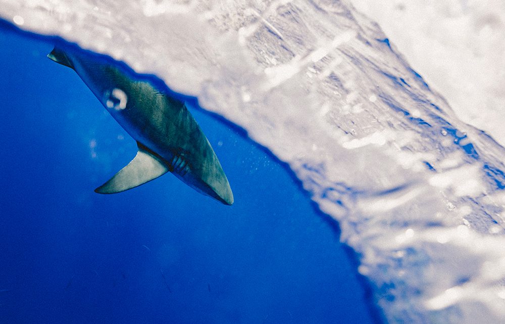 Shark swimming underwater