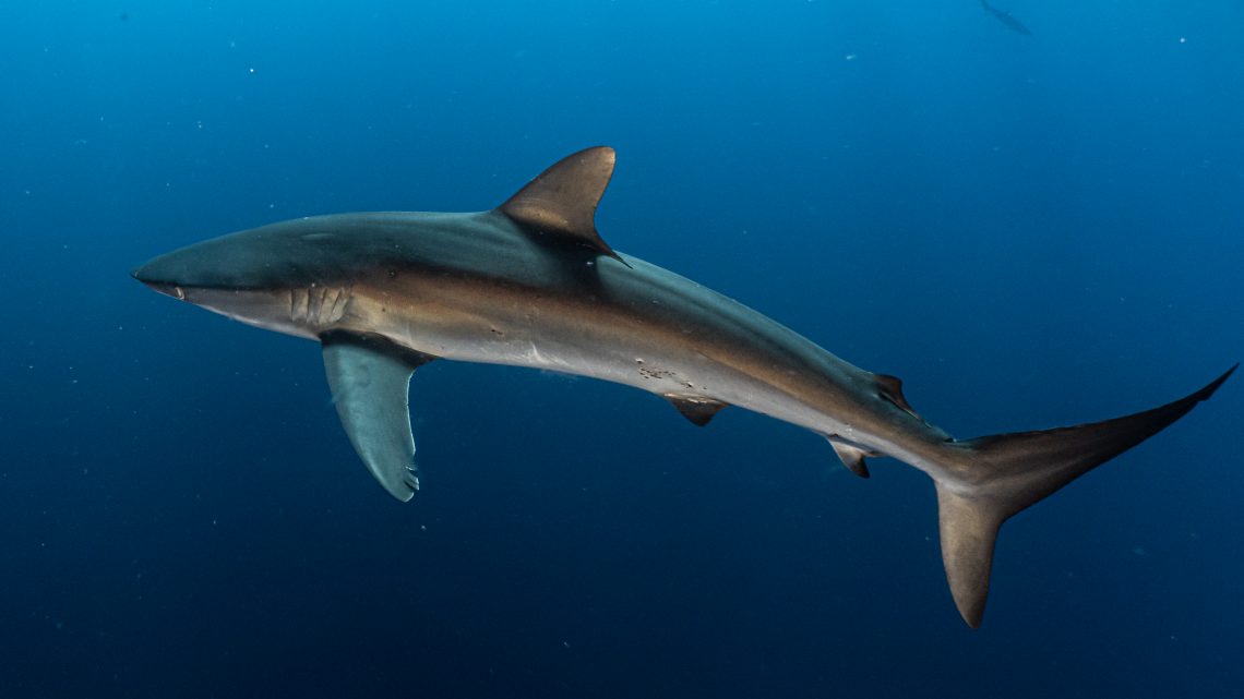 Gordo Banks Trip Report – August 2025