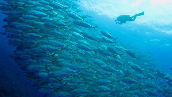 Gordo Banks trip Report December 2025