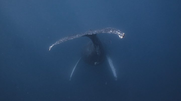 humpback whale at gordo banks - photo by @ppjaraphoto